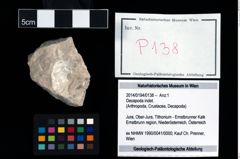 Foto (Objekt + Etikett) von Decapoda indet.  (NHMW-GEO-2014-0194-0138)